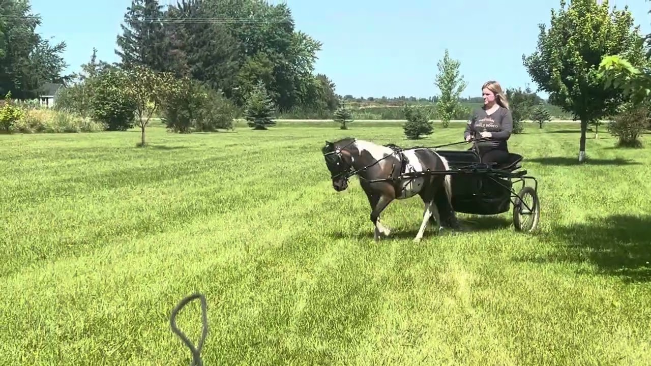 Hermione August PD