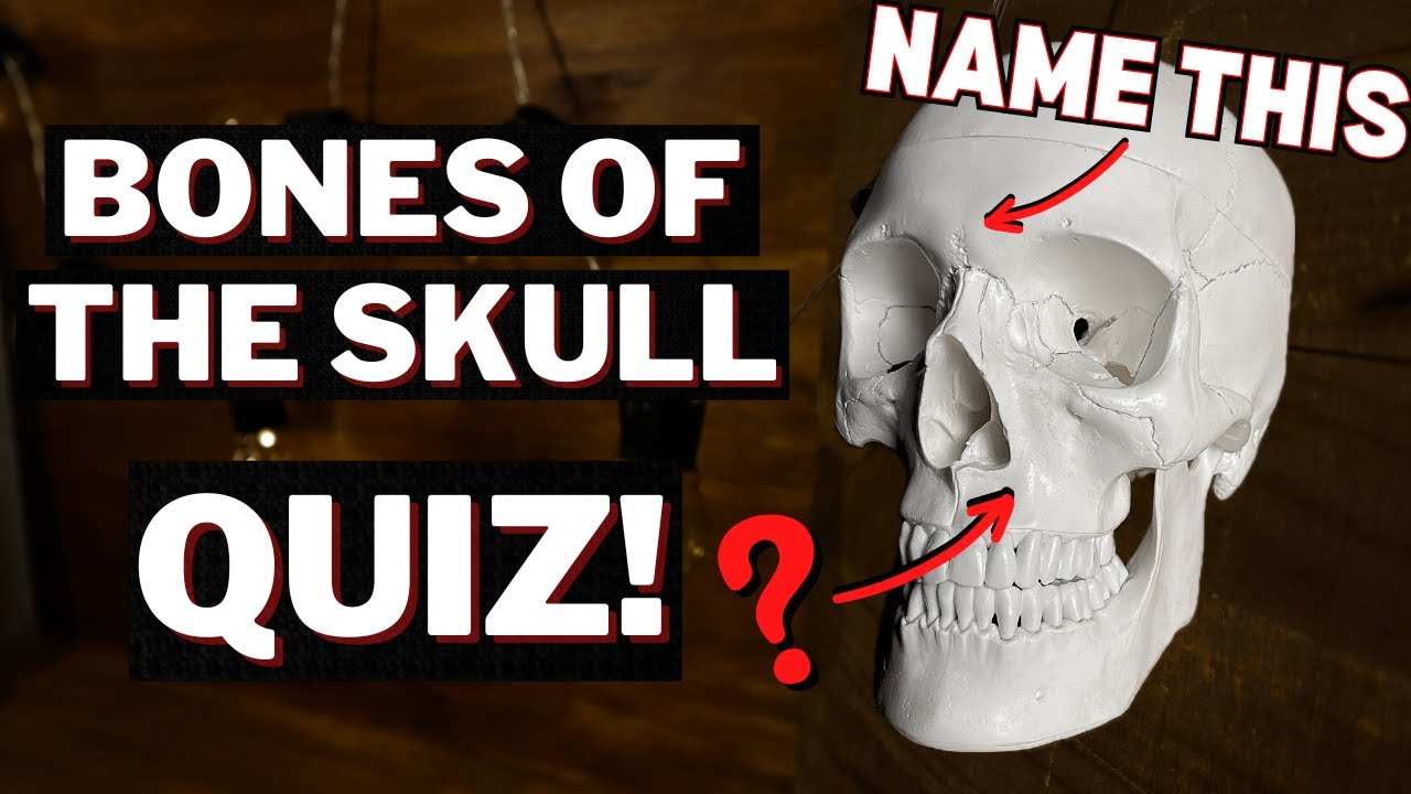Practice Quiz on Bones of the Skull