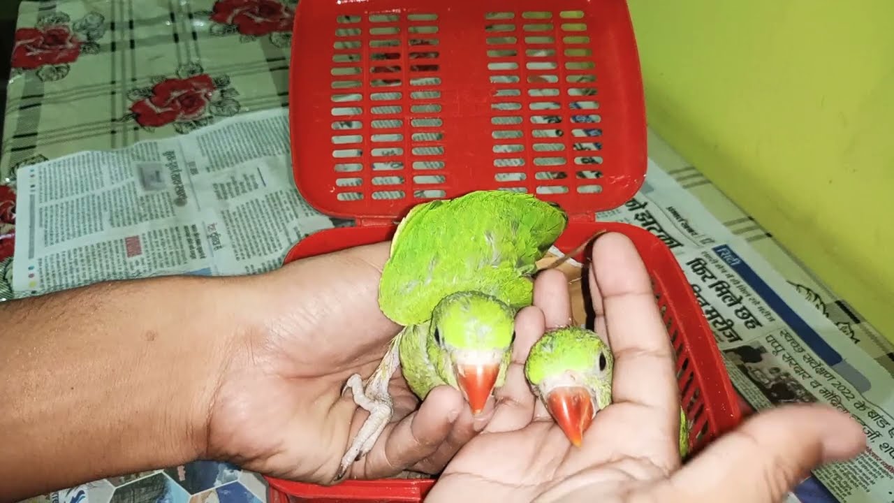 Ring neck Parrot Baby male female difference