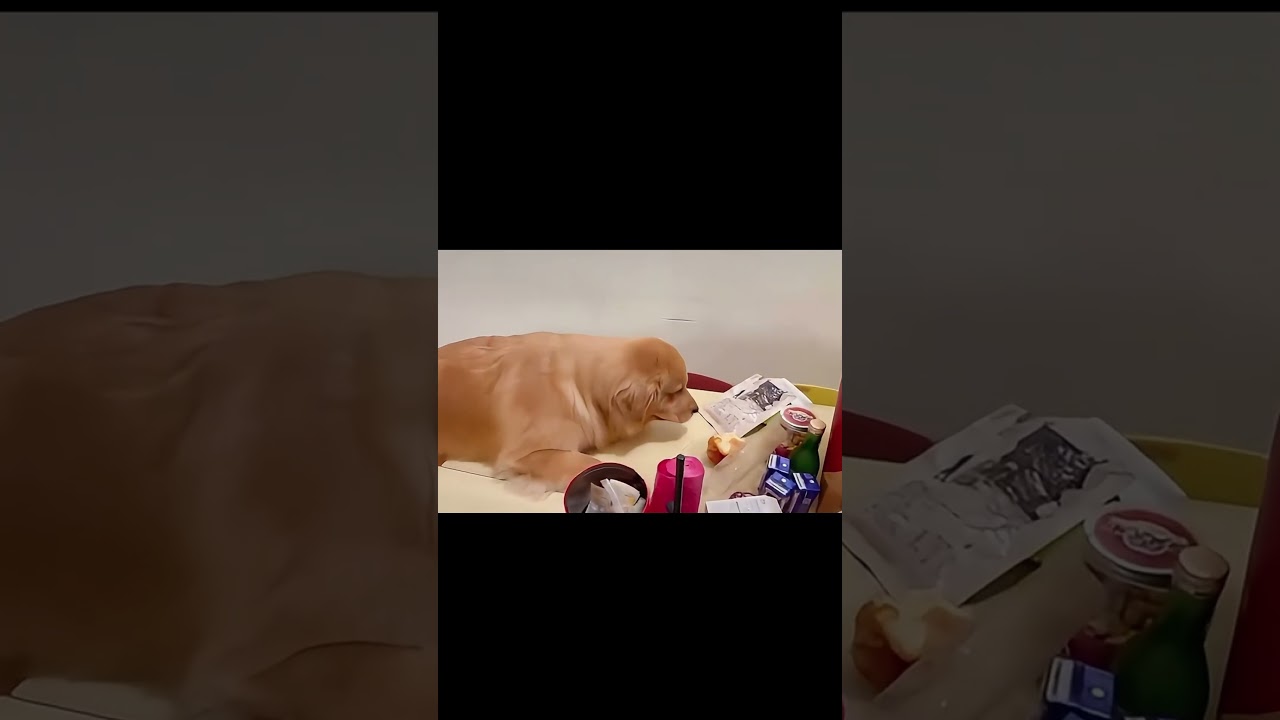 可爱狗狗们的出糗爆笑瞬间 