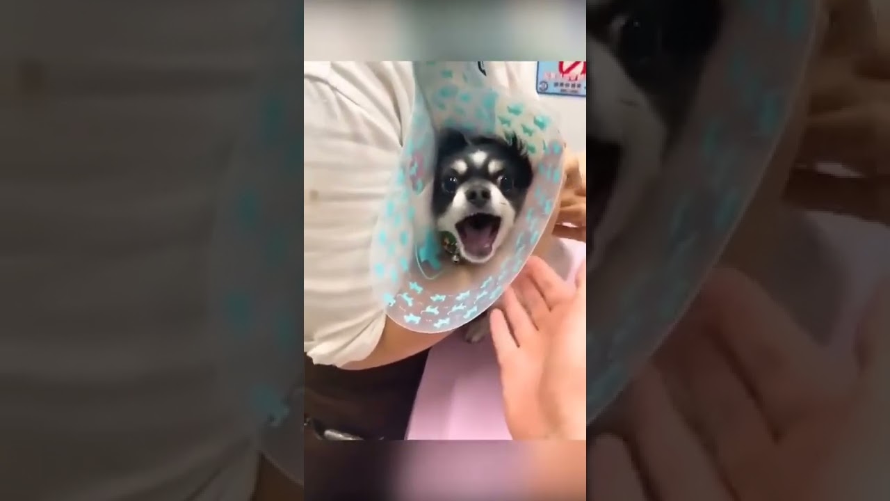 Funny Puppy Crying while Vaccination