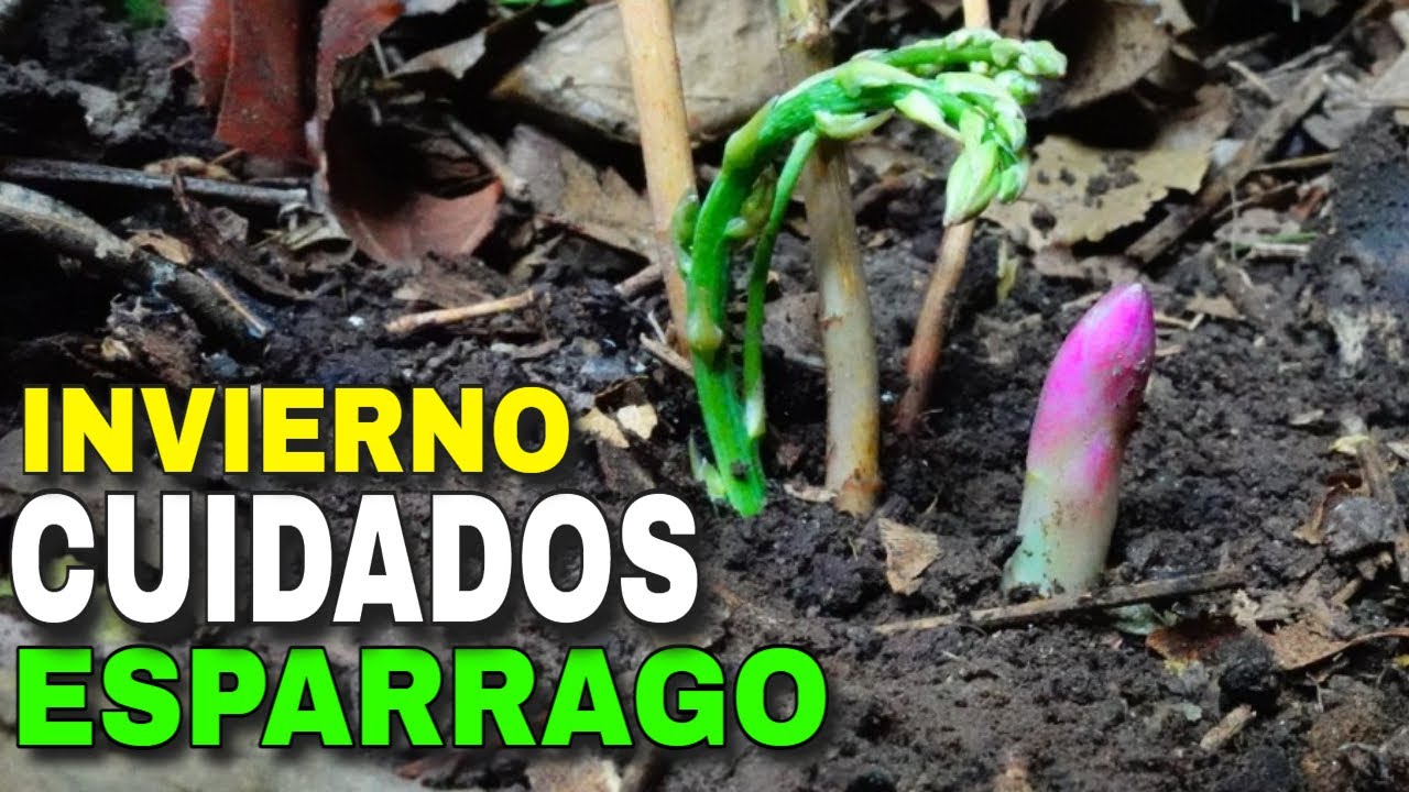 👉 ESPARRAGOS Cuidados en Invierno Siembra y Cultivo ✅