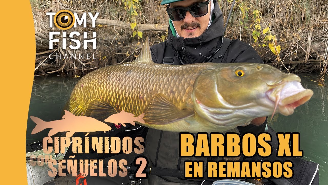 Barbos XL en remansos.🉐 Ciprínidos con señuelos 2.