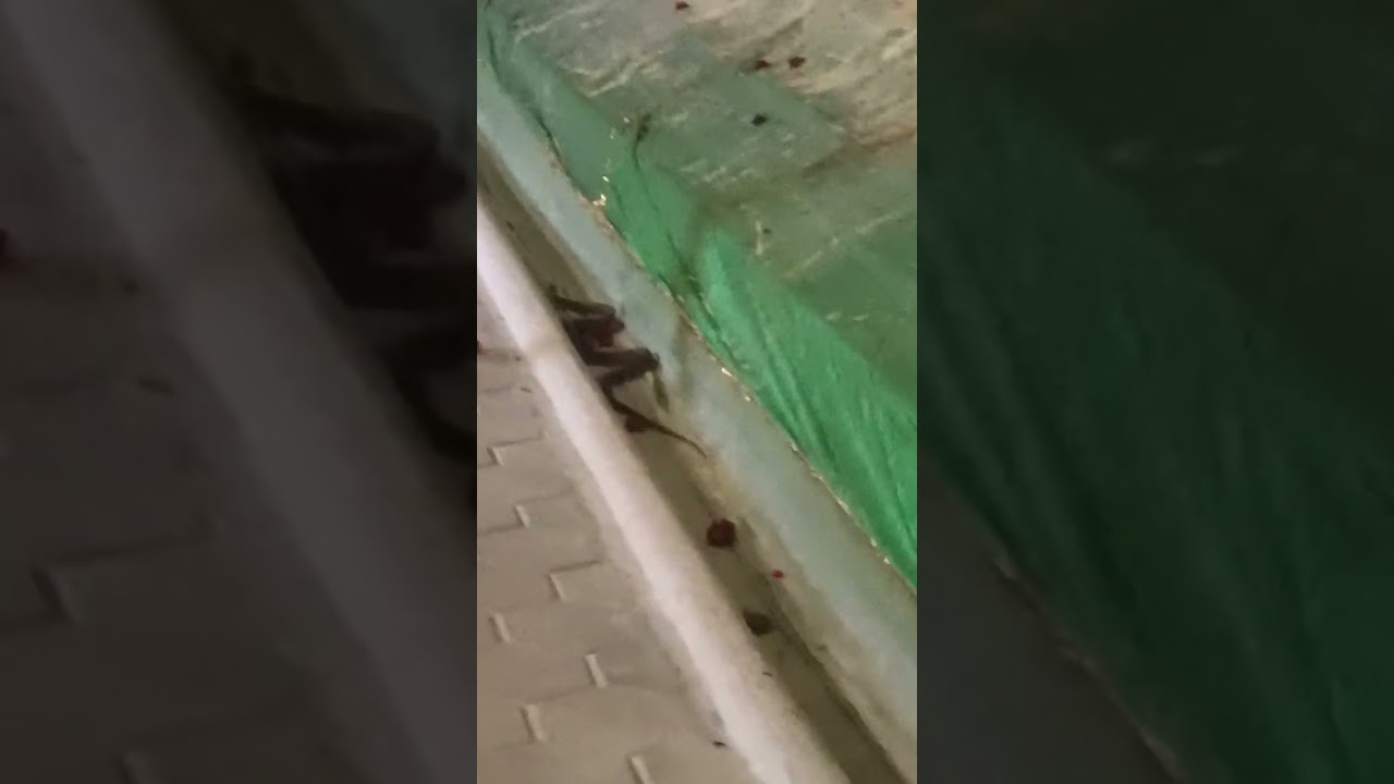🐍 Snake Visited At Venadu Dargha 🐍