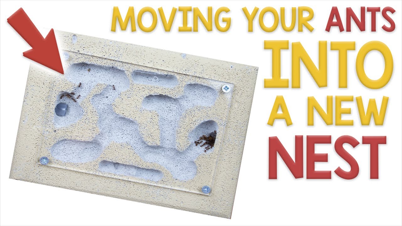 How to Move your Ants into a New Nest | Ant Care Tutorial #3