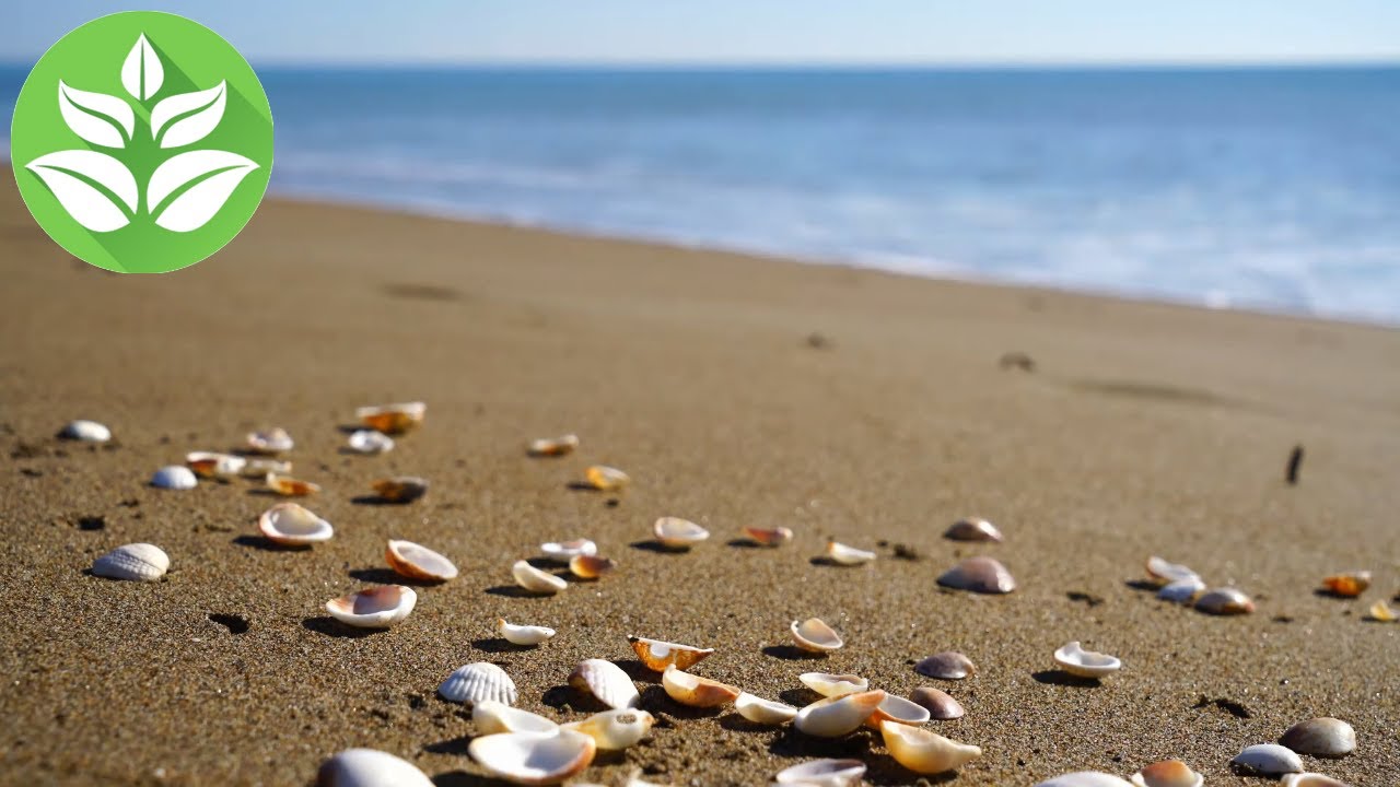 Beautiful beach of the warm sea (white noise of the surf, water splashes) 10 hours