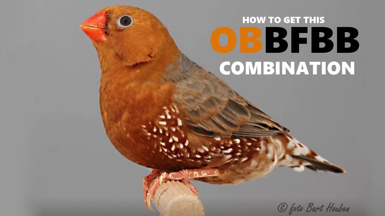 HOW TO GET FULL ORANGE ZEBRA FINCH STEP BY STEP GUIDE FROM SCRATCH