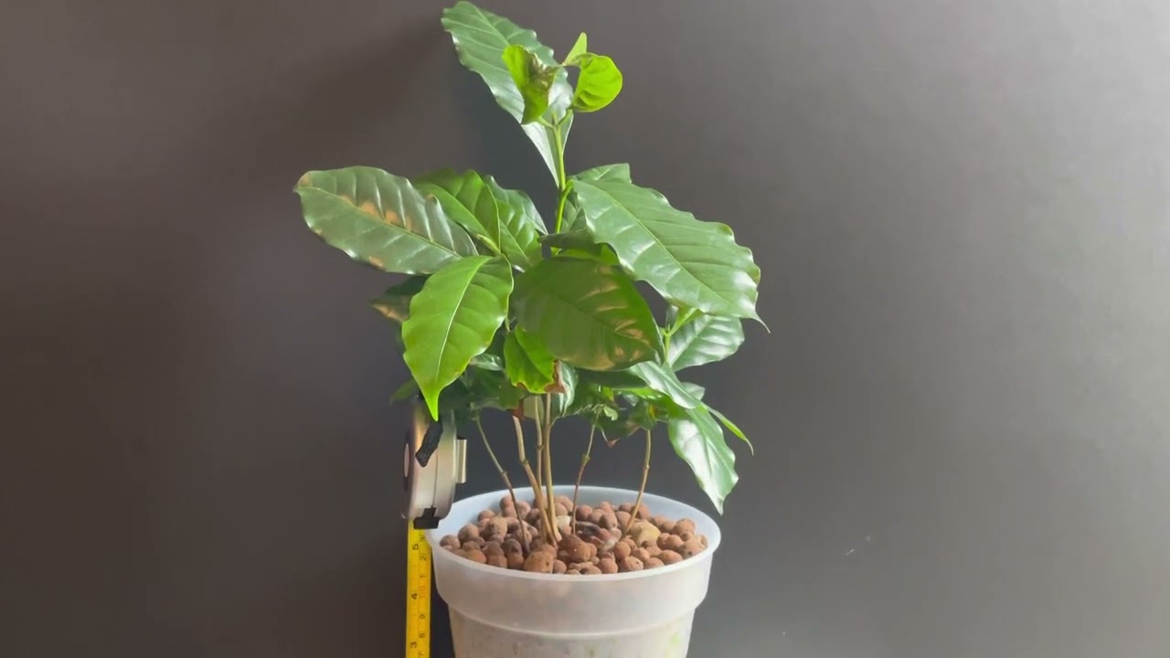 Coffee plant grown in LECA/Hydroton/Clay balls. 4 inches is enough.