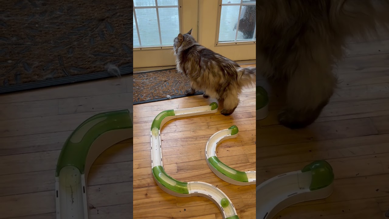 Track Ball Wizard #shorts #pets #animals #catlover #fluffy