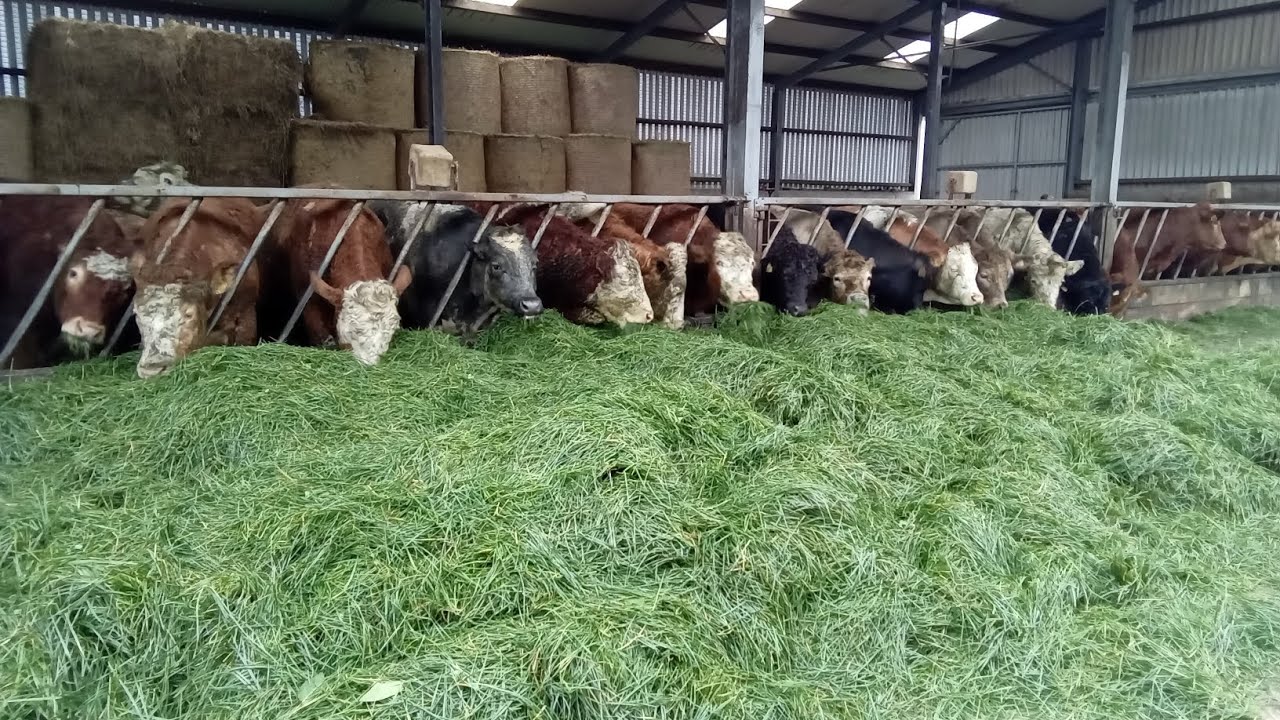 The first of zero grazing 2025