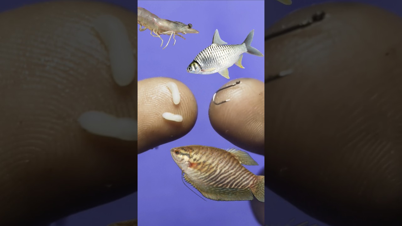 Cara Memasang Umpan Mancing Ikan Wader, Udang, Seluang, Sepat #shorts #mancing
