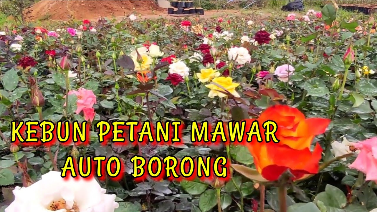 CUMA 5RIBU AN. SURGA TERSEMBUNYI KEBUN MAWAR 😭