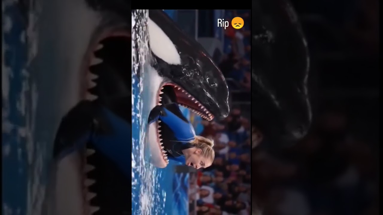Jessica Radcliffe orca attack 😭💔 || jessica dolphin attack 🐬