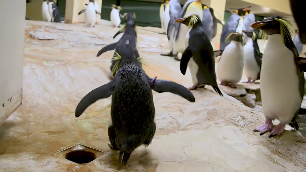 Nördliche Felsenpinguine jetzt in Schönbrunn. Videos der Tageszeitung Heute