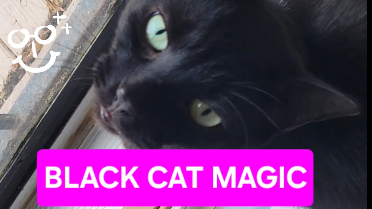ASMR Black Cat Tingles 🐈‍⬛ | Intense Scratching, Purring & Layered Sounds for Deep Relaxation