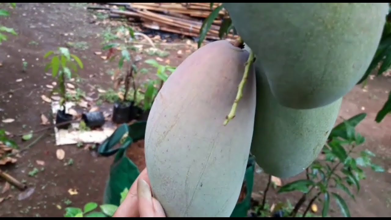 Tabulampot mangga red ivory