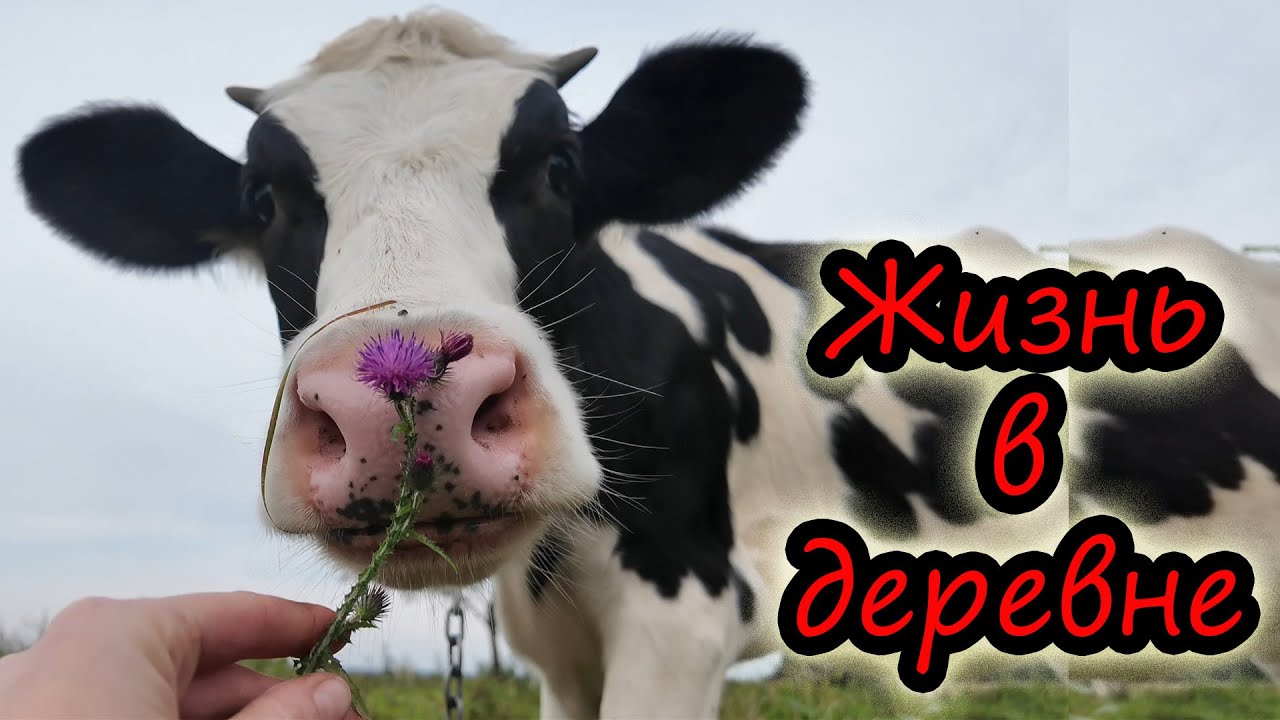 Деревенский релакс // Жизнь на селе // Природа // ДЛЯ ДУШИ