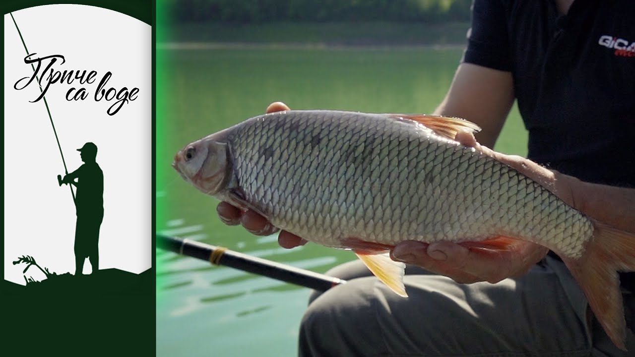 Priče sa vode ep. 41 14.07.2020. Plotice, srebrne lepotice - Zlatarsko jezero I deo