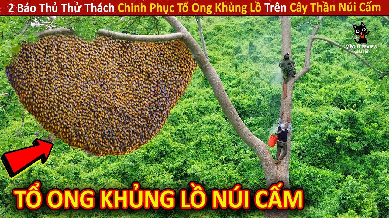 2 Báo Thủ Thử Thách Chinh Phục Tổ Ong Khủng Lồ Trên Cây Thần Núi Cấm || Review Giải Trí Đời Sống