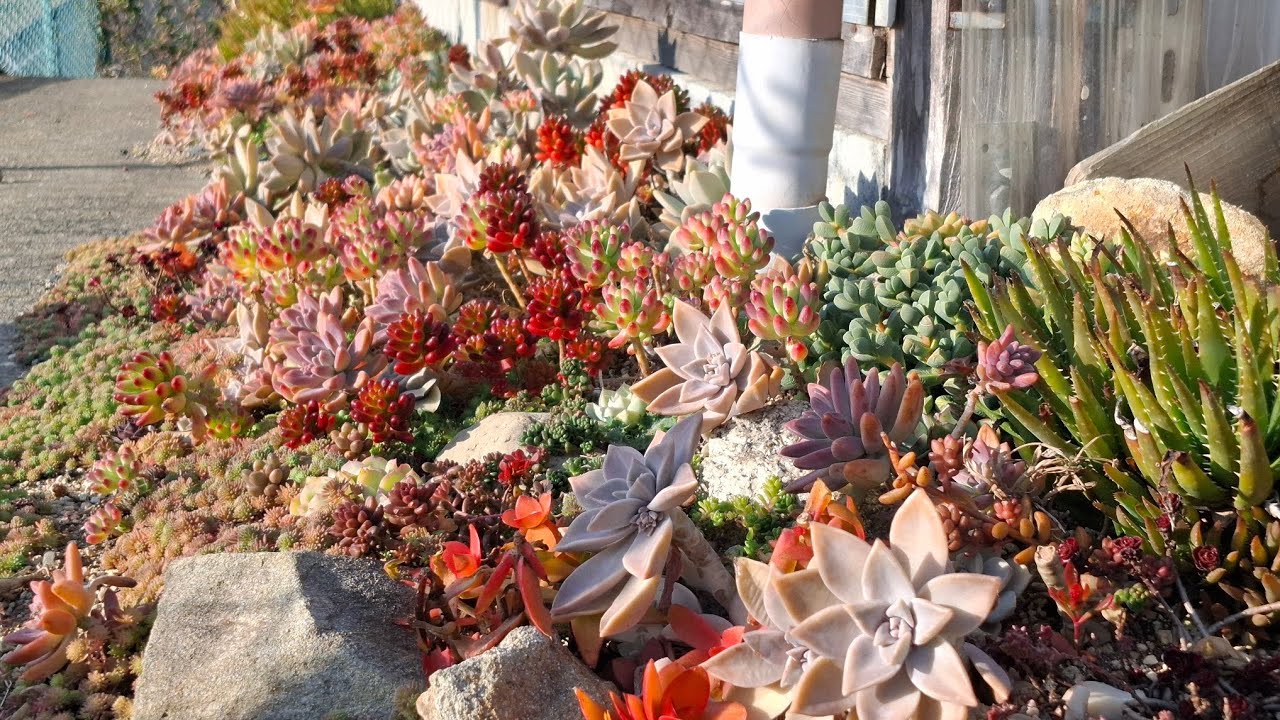 【Succelent 】Colorful Succelent GardenBed 