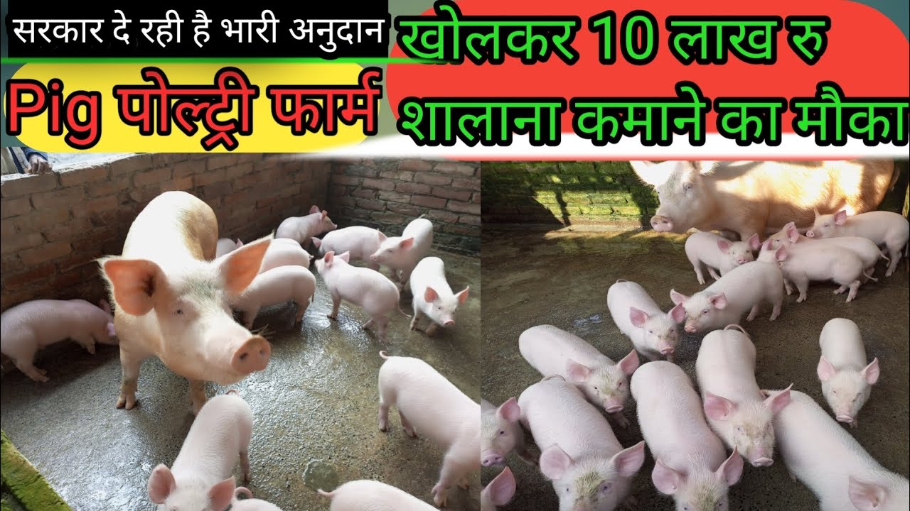 pig farm||pig farming India in Bihar|| modernpigfarming || farming low investment|pig new farm