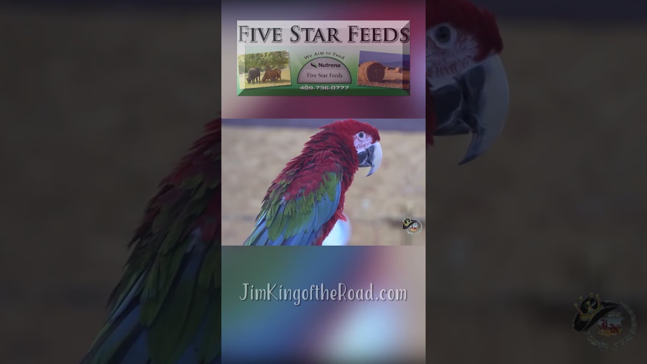🦜 Пятизвездочный ресторан в Порт-Артуре — с участием владелицы Тины Бин и ее яркого попугая ара п...