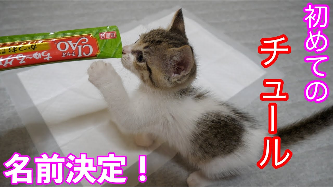 【保護猫】チュールを食べたら虜になった子猫がこちら