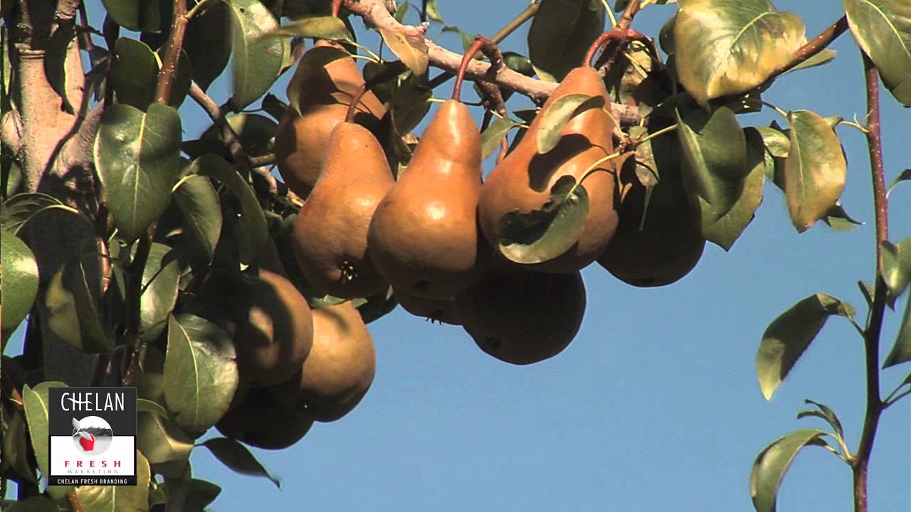 What are Bosc Pears