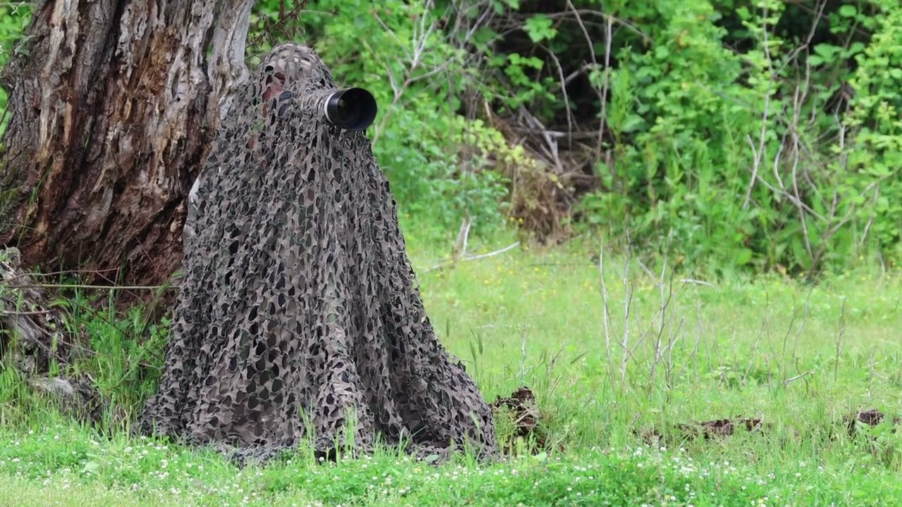 Secret wildlife of Kerkini's lake