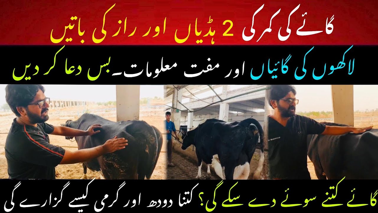 Friesian cows secrete information II Friesian cows selection tips II Dr. Muzzammil Hassan