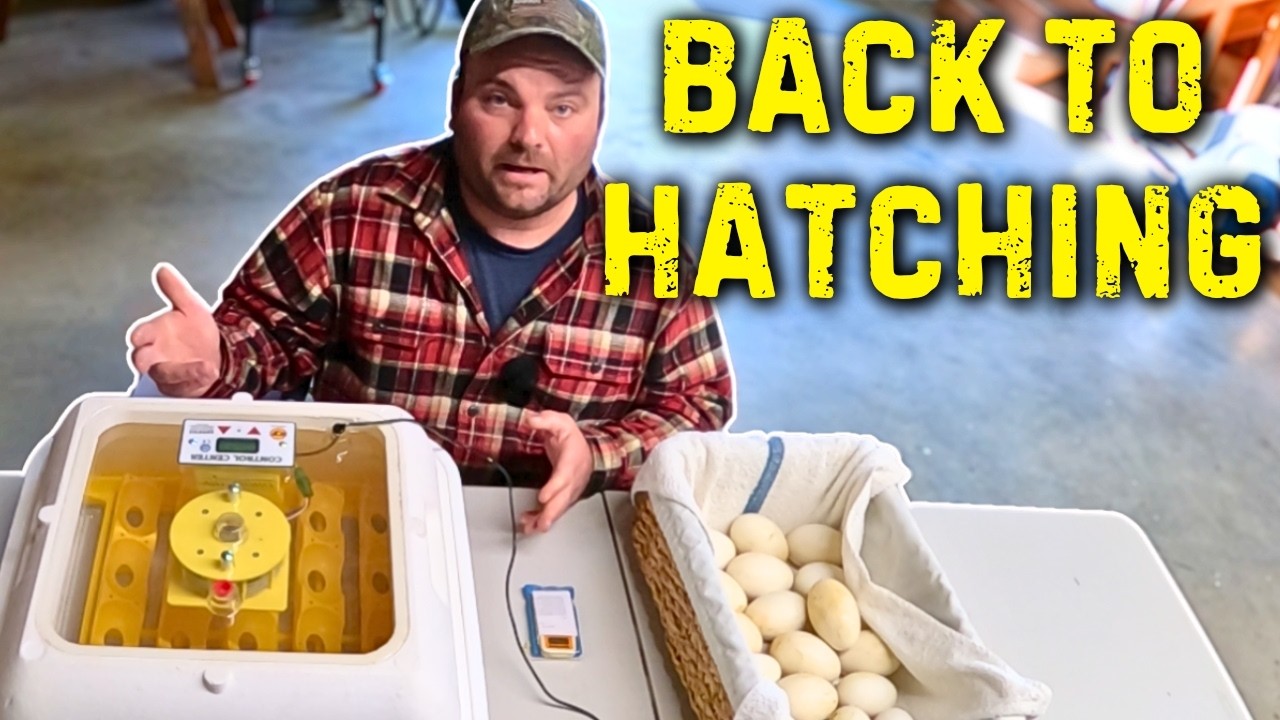 First Time Incubating Goose Eggs in Years – Let the Hatch Begin! (Day 10 Candling)