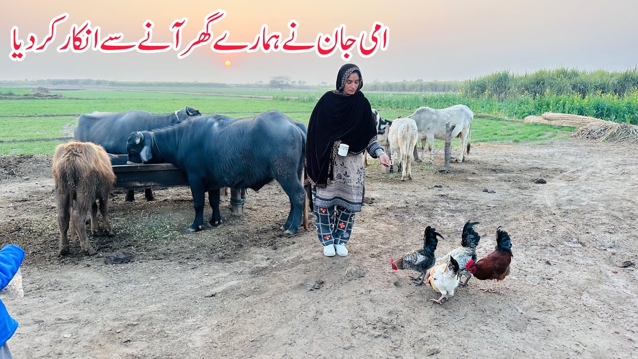 Ammi Jaan Ne Hamaray Ghar Aane Se Inkaar Kar Diya I Village Life Pakistan