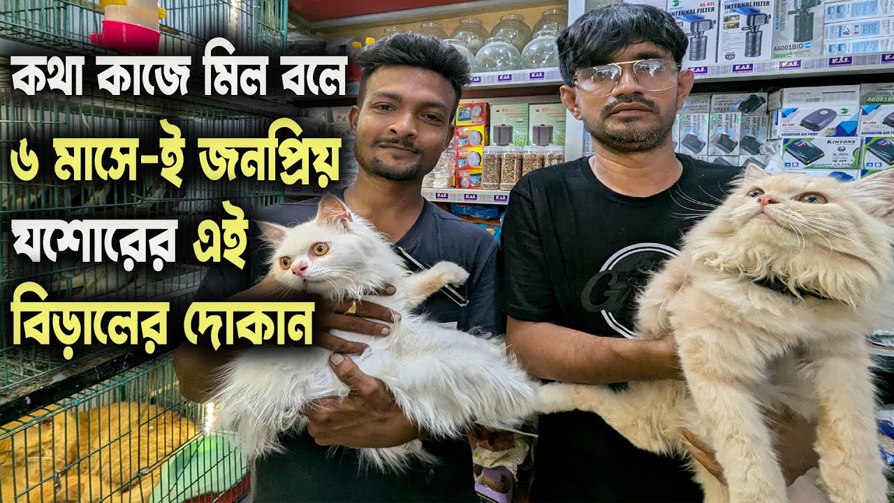 যশোরের জনপ্রিয় বিড়ালের দোকানে বিদেশী বিড়ালের দাম | Cat Price in Bangladesh