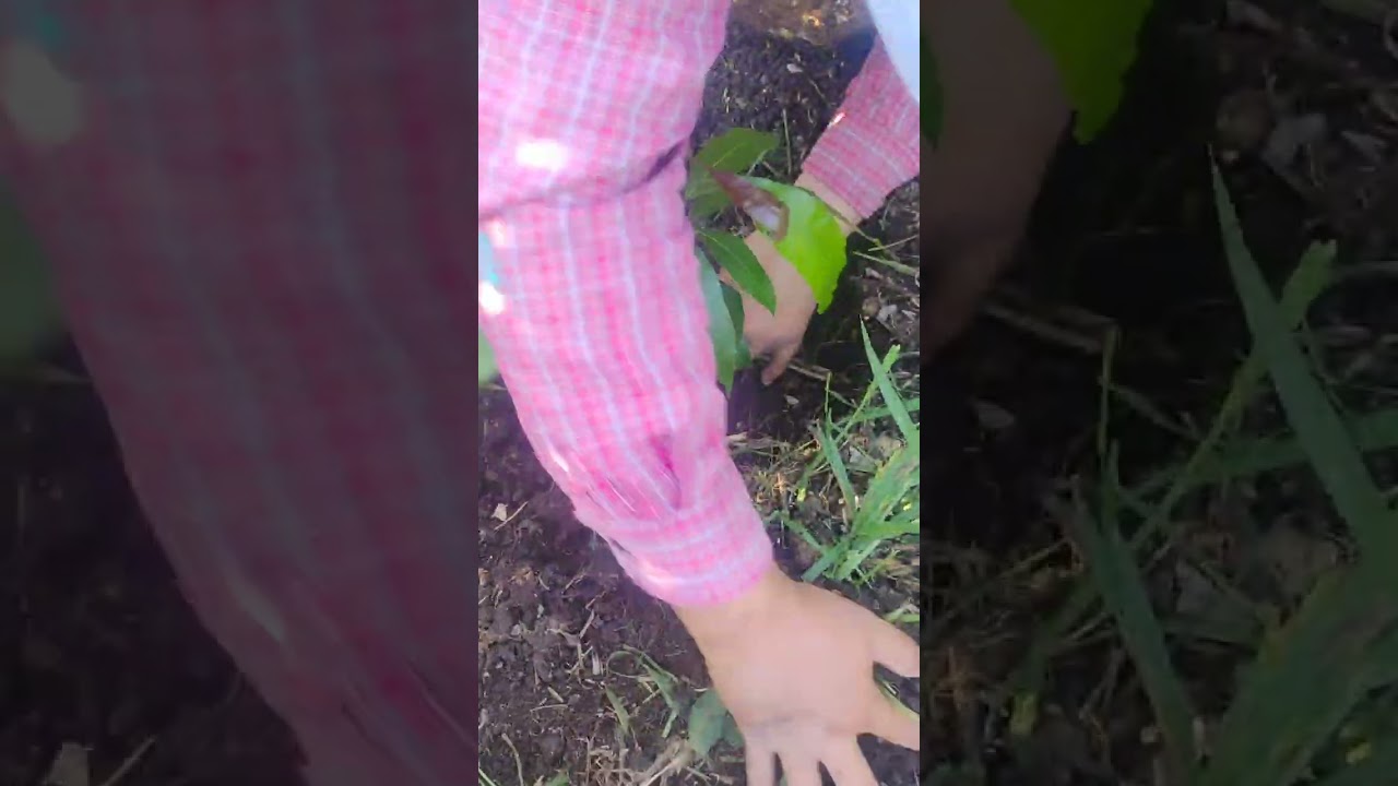 Trabajo en el campo: árboles nuevos y nopales limpios