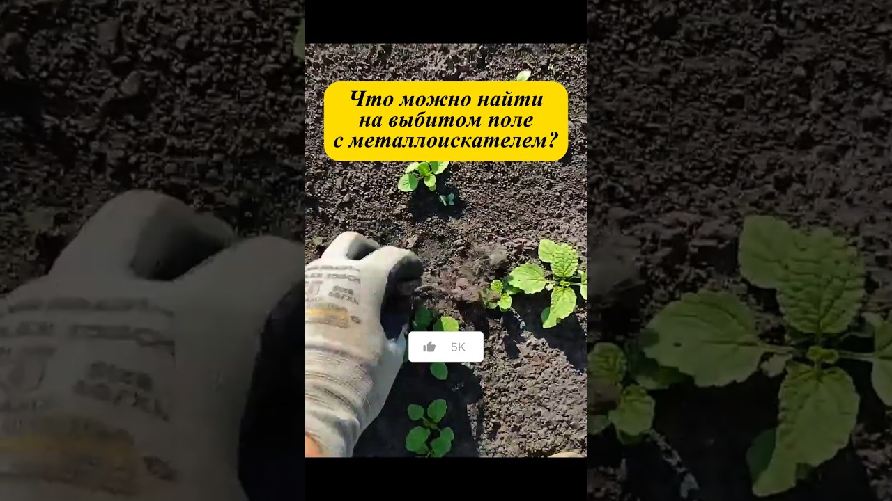 Находки на полях #metaldetecting #коп #камрад #кладоискатель #клад #чисткамонет