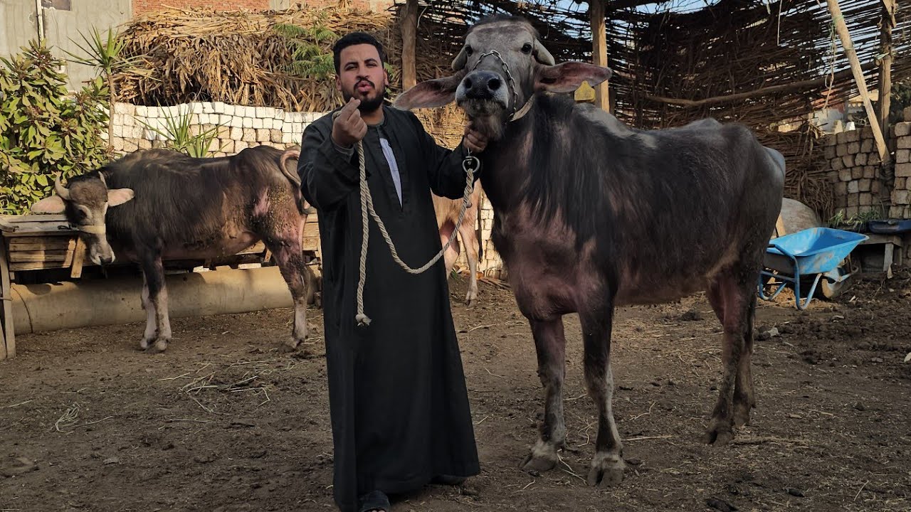 مفاجأة العيد شغل السلالات العالي من مزرعة ملك السلالات المعلم وحيد شبل الامانه والثقة مع المعلم وحيد
