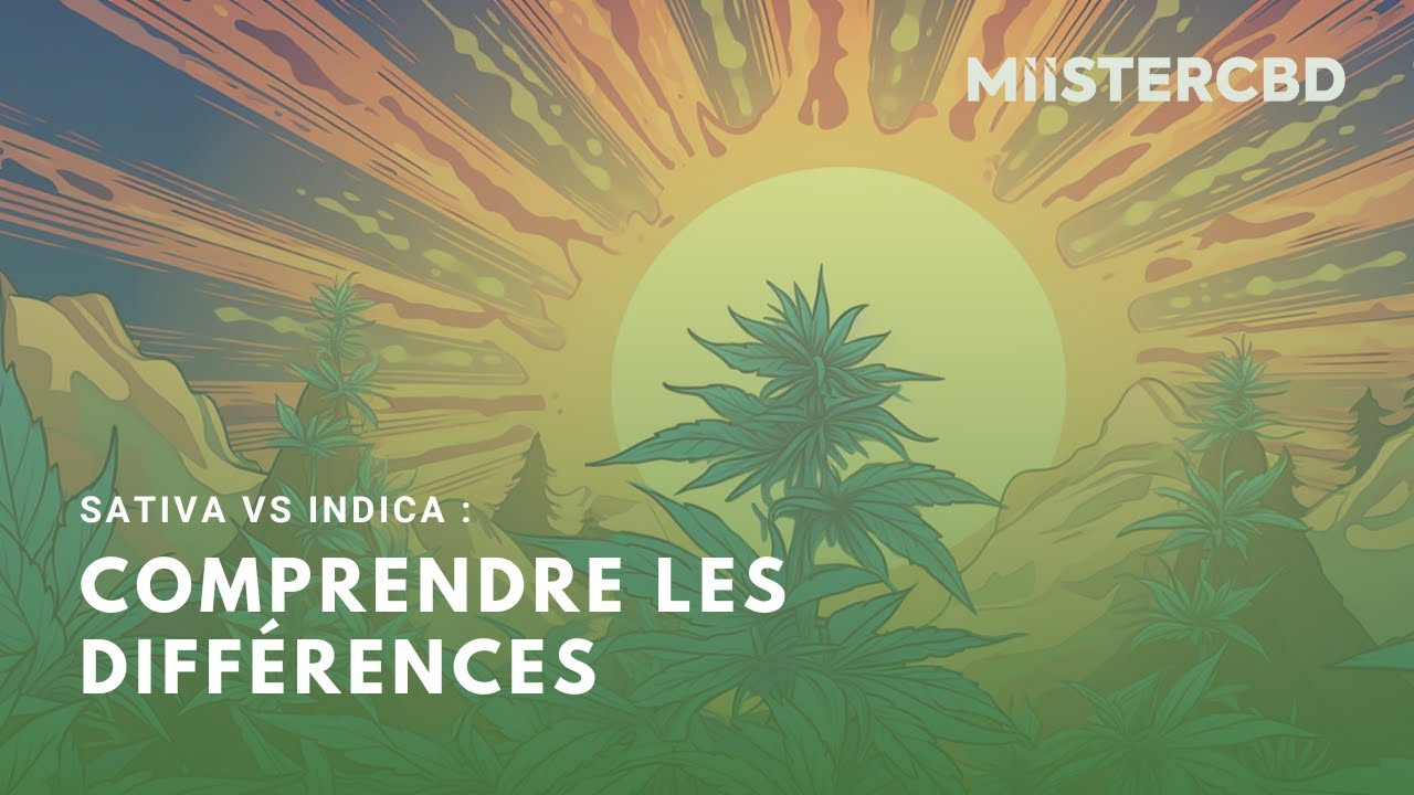 Sativa vs Indica : Des Vari&eacute;t&eacute;s de Cannabis Diff&eacute;rentes ?