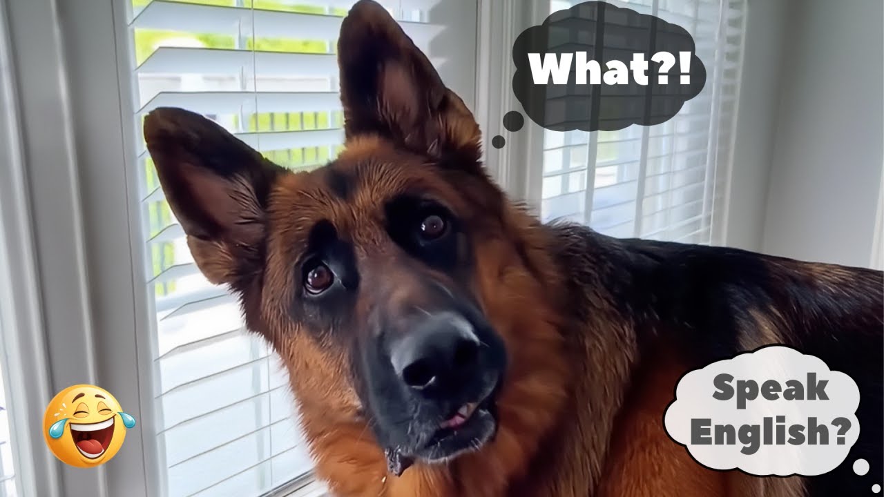 🐶Dogs UNDERSTAND Us! 😲 Their Shocked Reactions Are Priceless!🤣