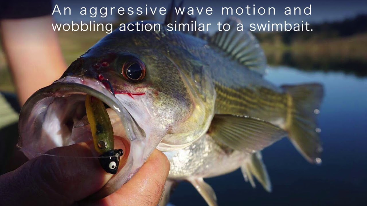 Adusta Penta Shad