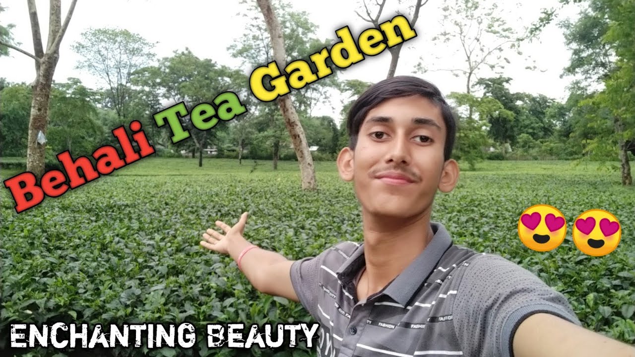 Unveiling the Enchanting Beauty of Behali Tea Garden 😍 (Behali Tea Garden)