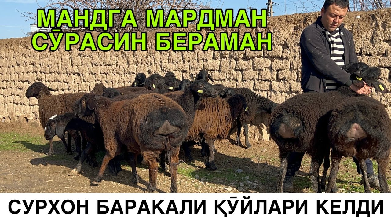 БИРИНЧИ СОРТ ХИСОРИ ЕЛИТАЛАР. ☎️+99882919200