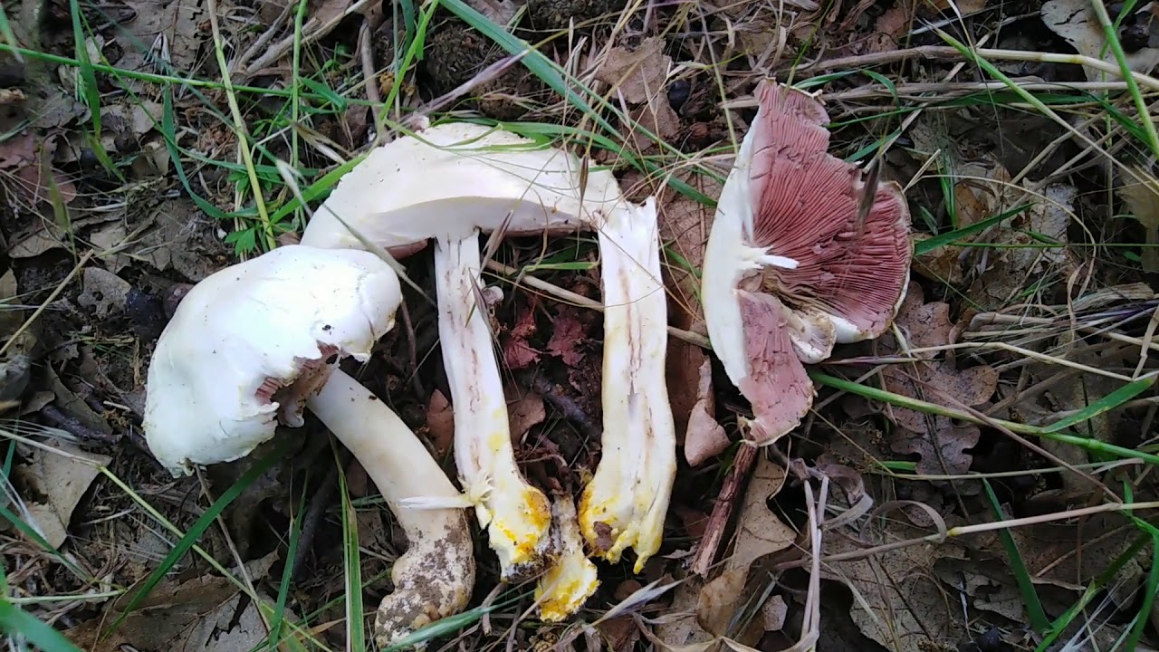 Otrovni &scaron;ampinjon, Agaricus Xanthodermus,2020 🤮