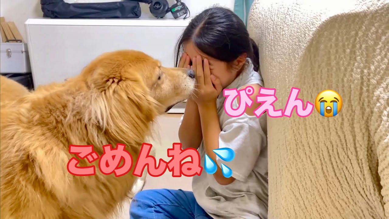 愛犬に突き飛ばされたから泣き真似した結果【ゴールデンレトリバーとミニチュアダックスフンド】