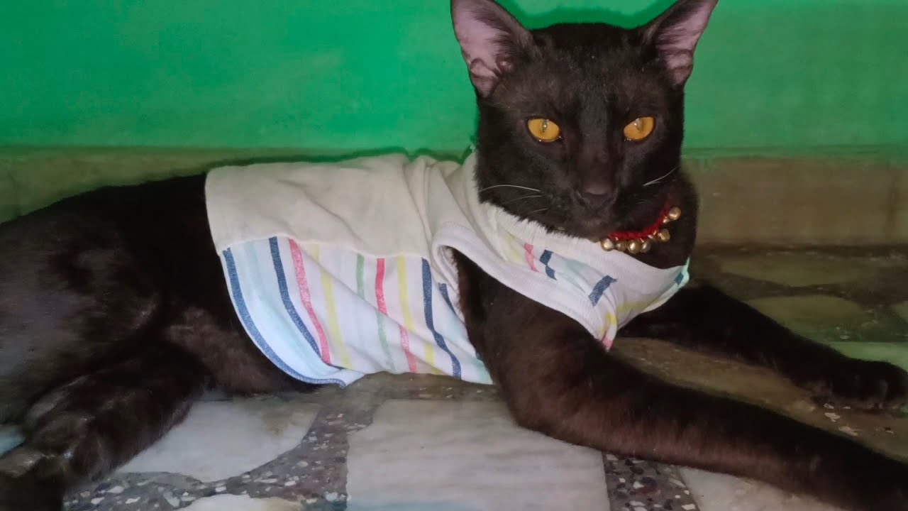OfficialSultan  is live! Daily #youtube #blackcat #cat #luck @Catofskylight 