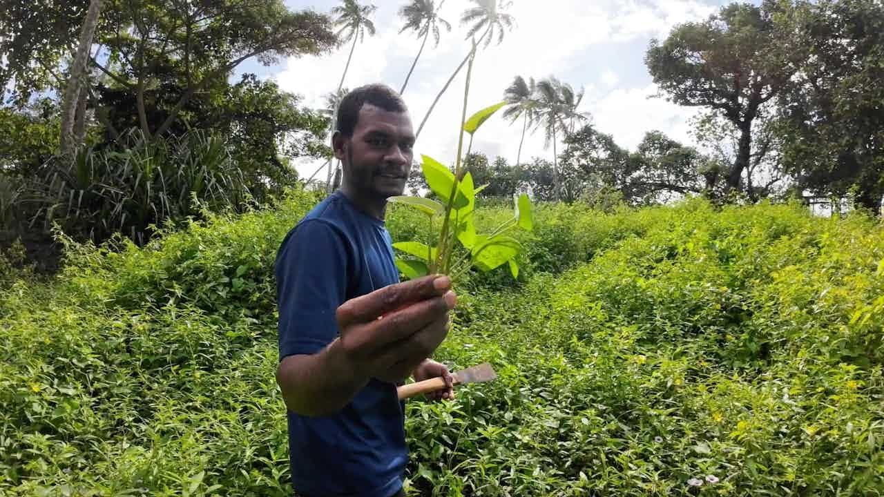 The Village Cuisine: Watercress served with Wild Yams🌱🇫🇯