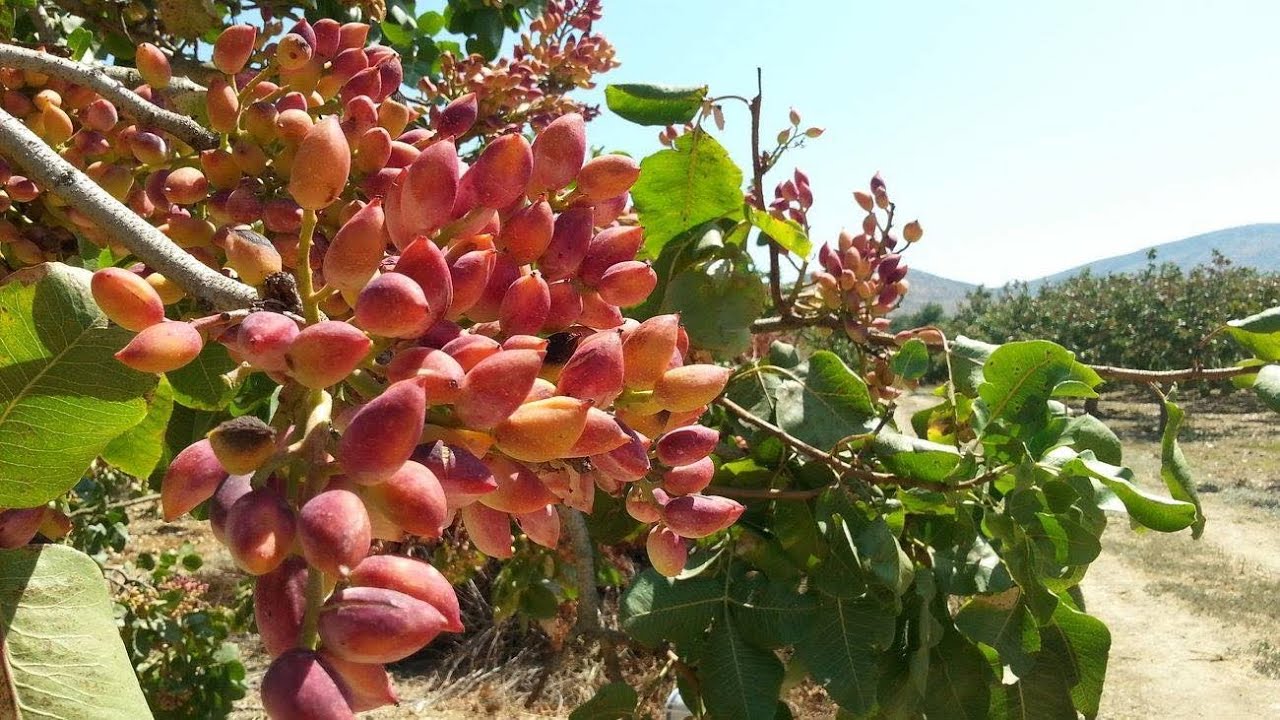 Greek Pistachio Progression 2020 ''introducing video''