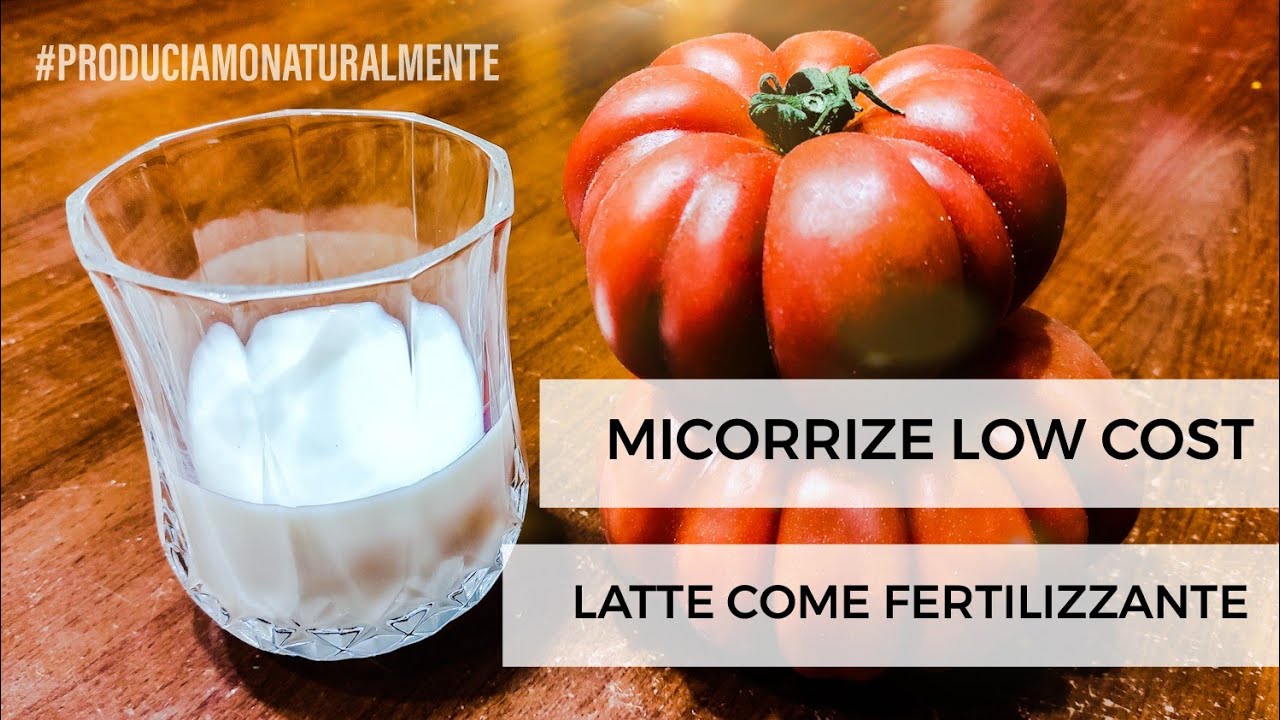Micorrize Low Cost per l'Orto: Latte