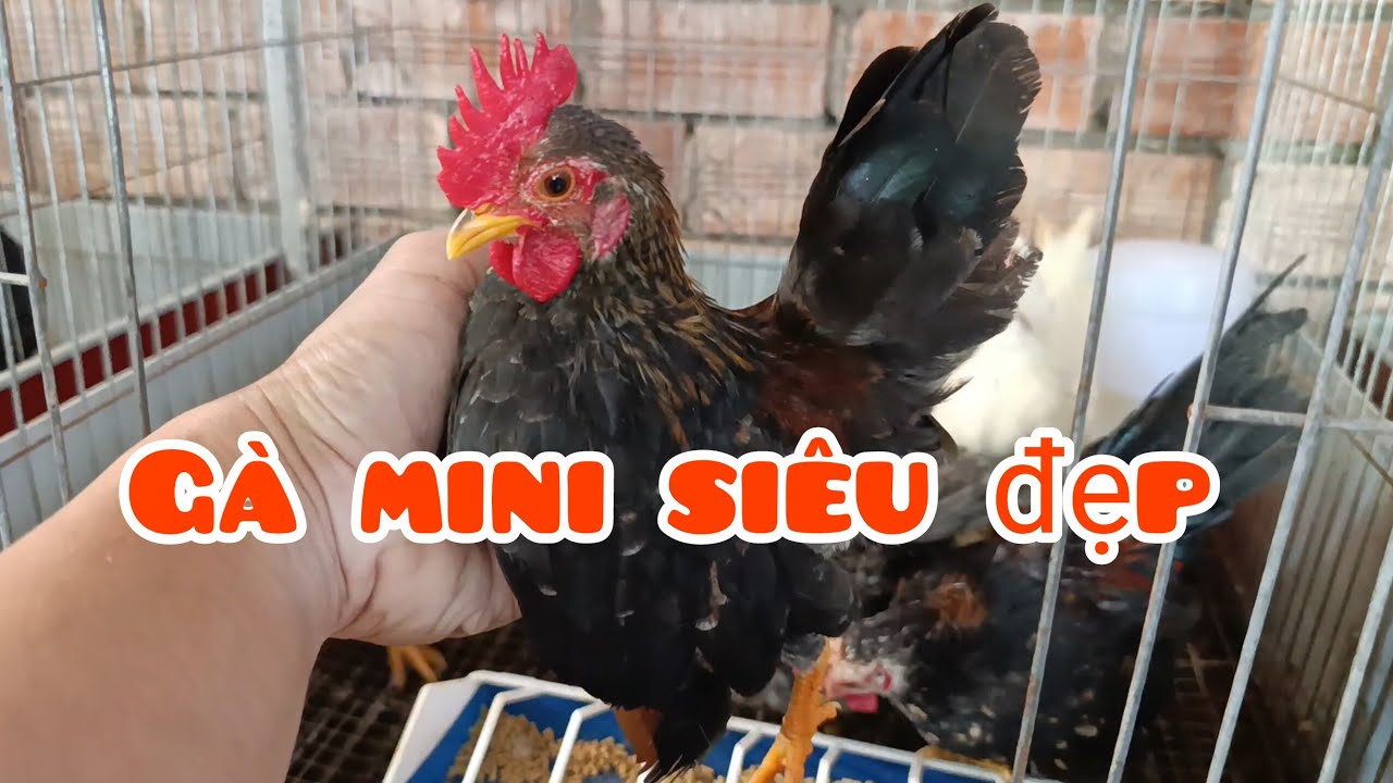 Đàn gà Malaysia đẹp ngày 09/ 12 tìm nhà mới #gacute #gacanh #mientay #serama #pets #chicken #gadep