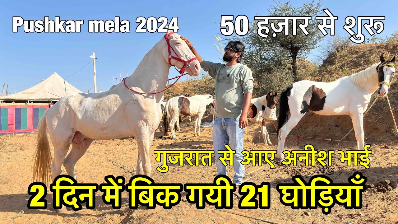 2 दिन में बैच दी 21 घोड़ियाँ | gujrat se aaye anish bhai horse vyapari| Pushkar mela 2024