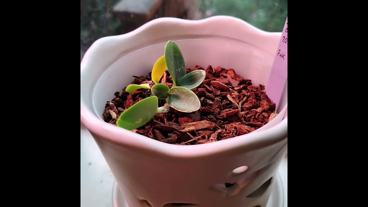 Houseplant Tour